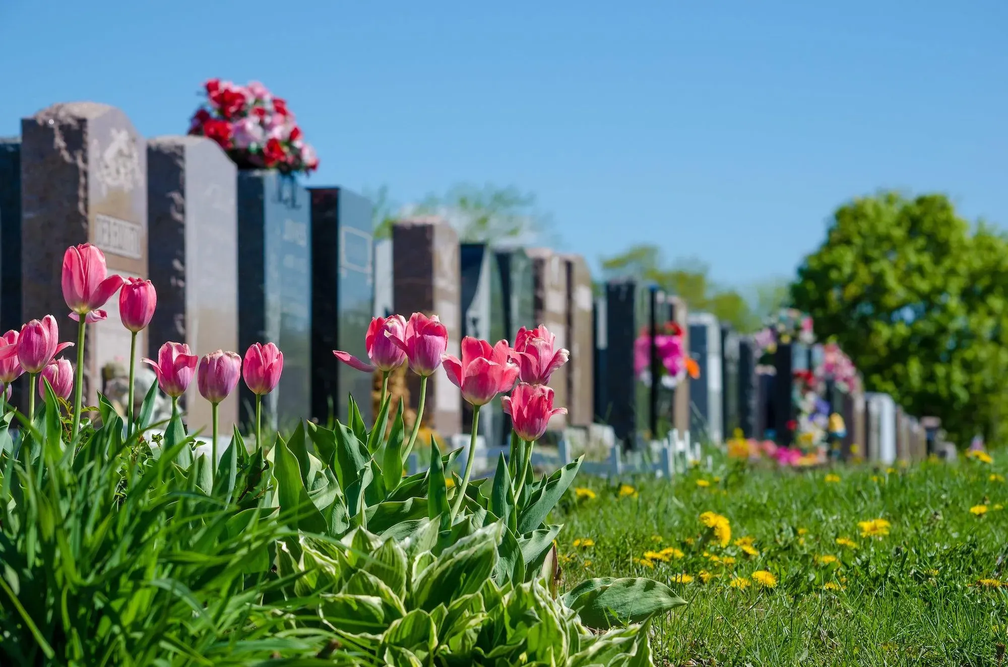 Allées fleuries de tulipes roses dans un cimetière paysager.